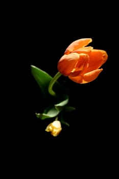 Tulip