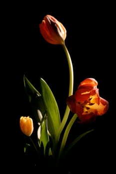 Tulips