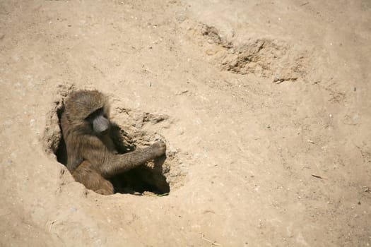 Olive baboon