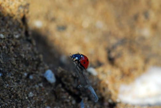Beetles