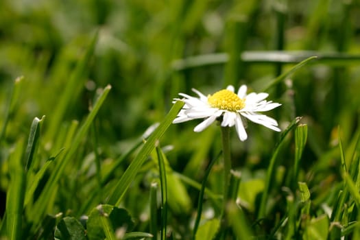 Daisy