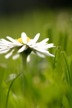 Daisy