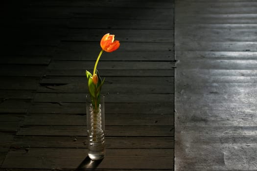 Tulip in vase