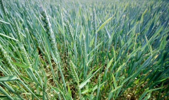 Wheatfield