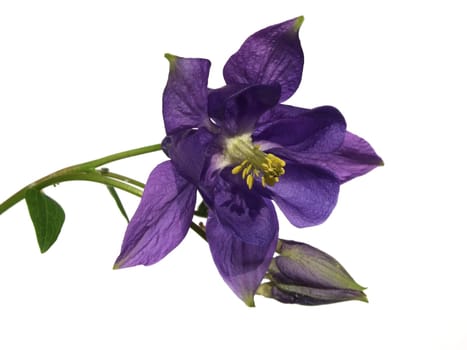 Columbine