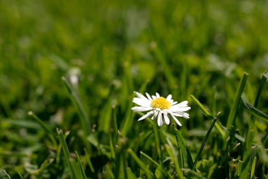 Daisy