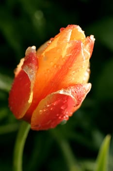 Tulip