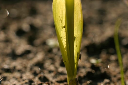 Plant