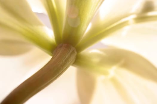 Lily