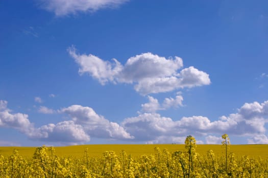 Clouds and rapeseed field