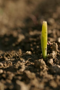 Seedling
