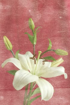 Lily