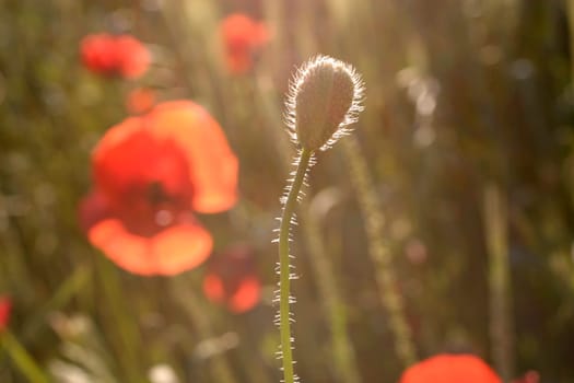 Poppy