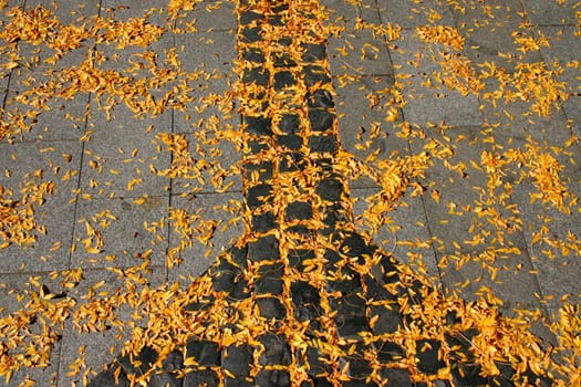 Leaves in autumn
