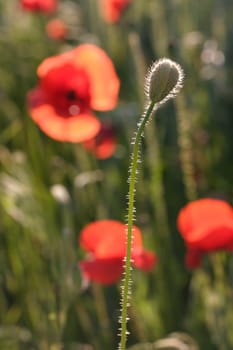 Poppy