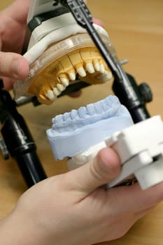 Tooth model