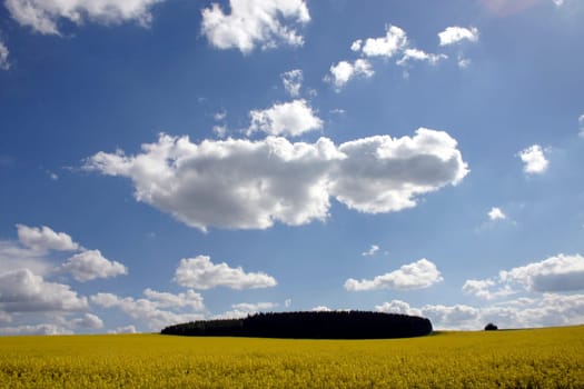 Clouds and rapeseed field