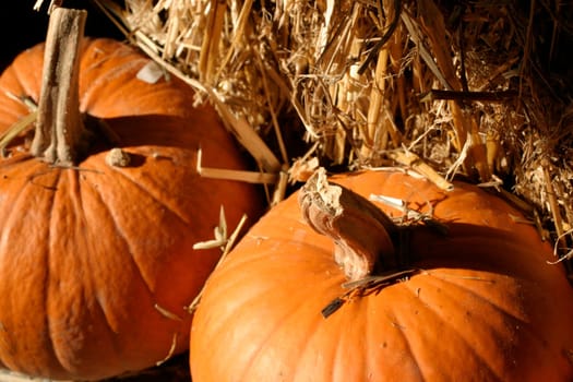 Gourds