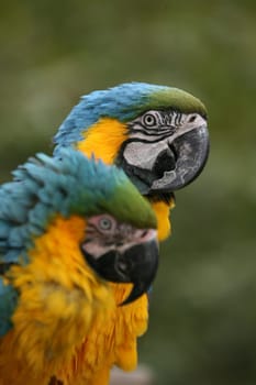 Yellow-breasted macaws