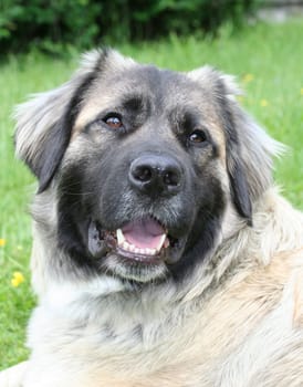 Livestock guard dog