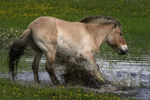 Born To Be Wild