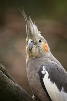 Nymphicus hollandicus