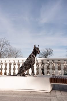 Young black Great Dane poses in the city.