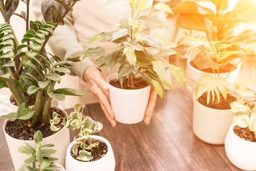 Home gardening, hobby, freelancing, cozy workplace. Grandmother gardener housewife in an apron holds a pot of Chamaedorea elegans in her hands.