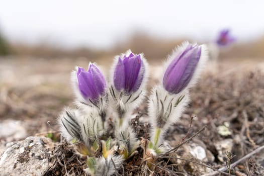 Dream grass spring flower. Pulsatilla blooms in early spring in forests and mountains. Purple pulsatilla flowers close up in the snow.