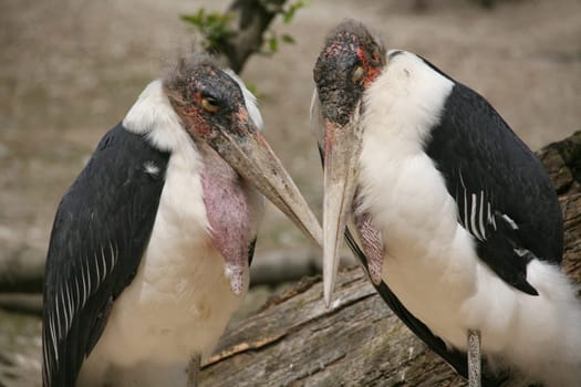 Beautiful couple