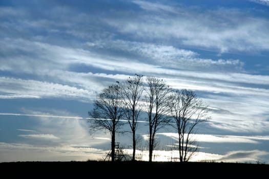 Trees in the sunset