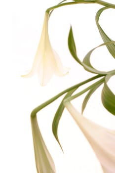 Lily