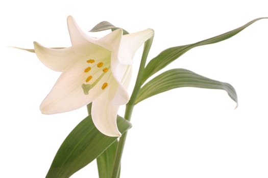 Lily