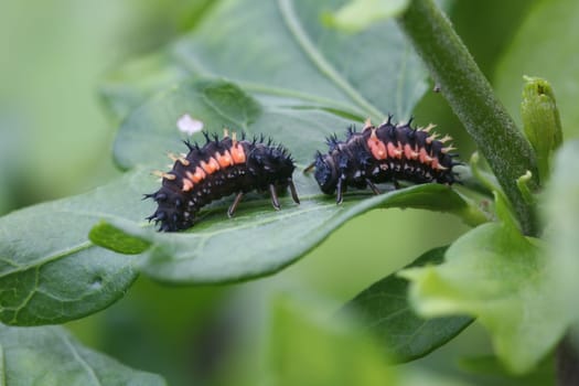 Ladybug larvae