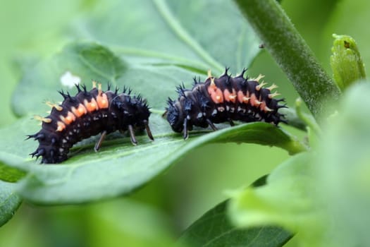 Ladybug larvae