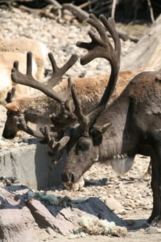 Reindeer