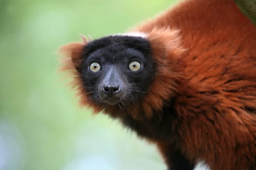 These rare lemurs are only found in Madagascar.