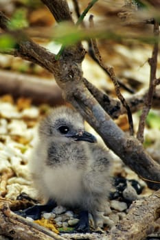 Fork-tailed gull,chick