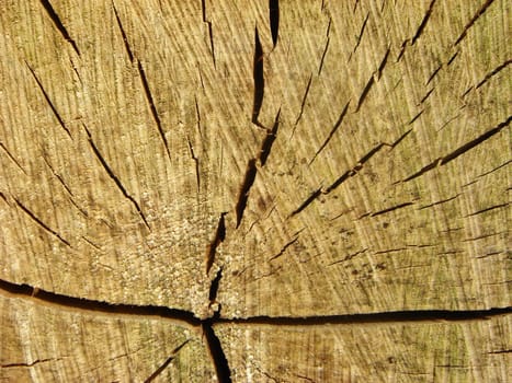 Wooden trunk