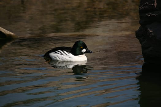 Common goldeneye