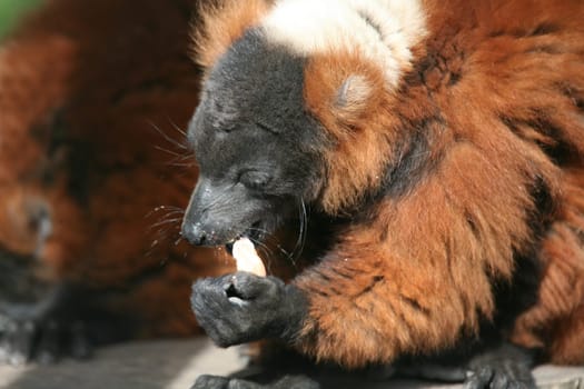 These rare lemurs are only found in Madagascar.