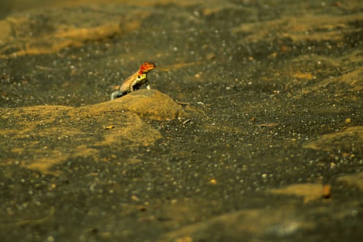 Catching prey