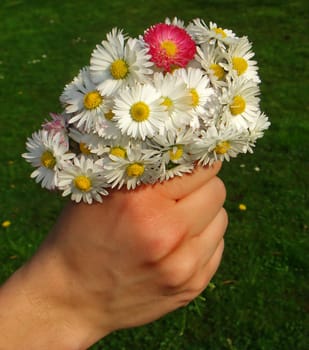 a bouquet of daisies