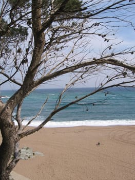 Bay with tree and surf