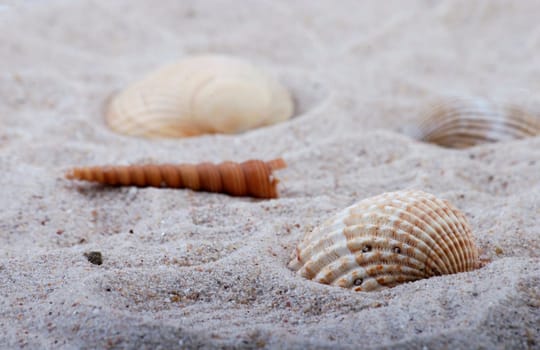 Shells on the beach