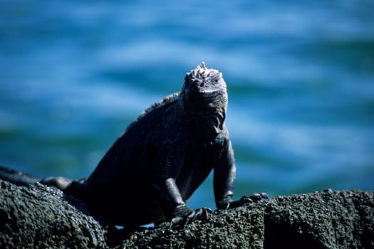 Marine iguana