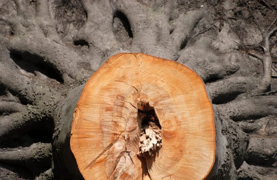 Tree stump