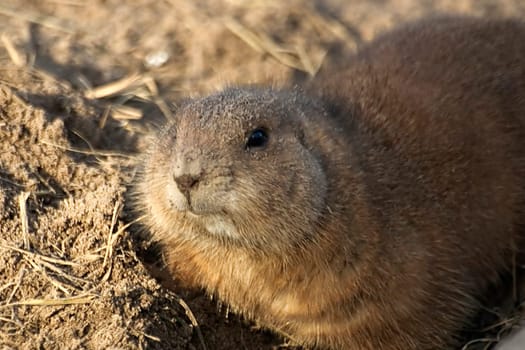 Prairie dog