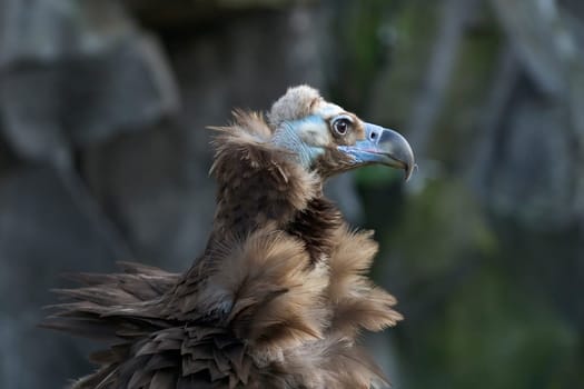 Black vulture