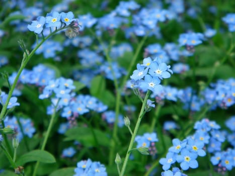Forget-me-not
